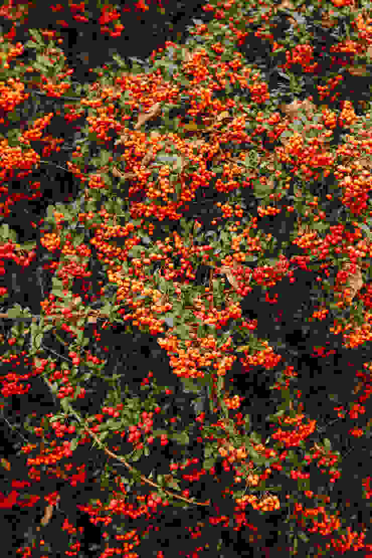 Orangefarbene Früchte an Strauch. Foto: AdobeStock_Olha