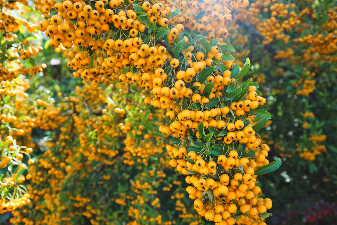 Orangefarbene Früchte des Feuerdorns. Foto: AdobeStock_Paulina