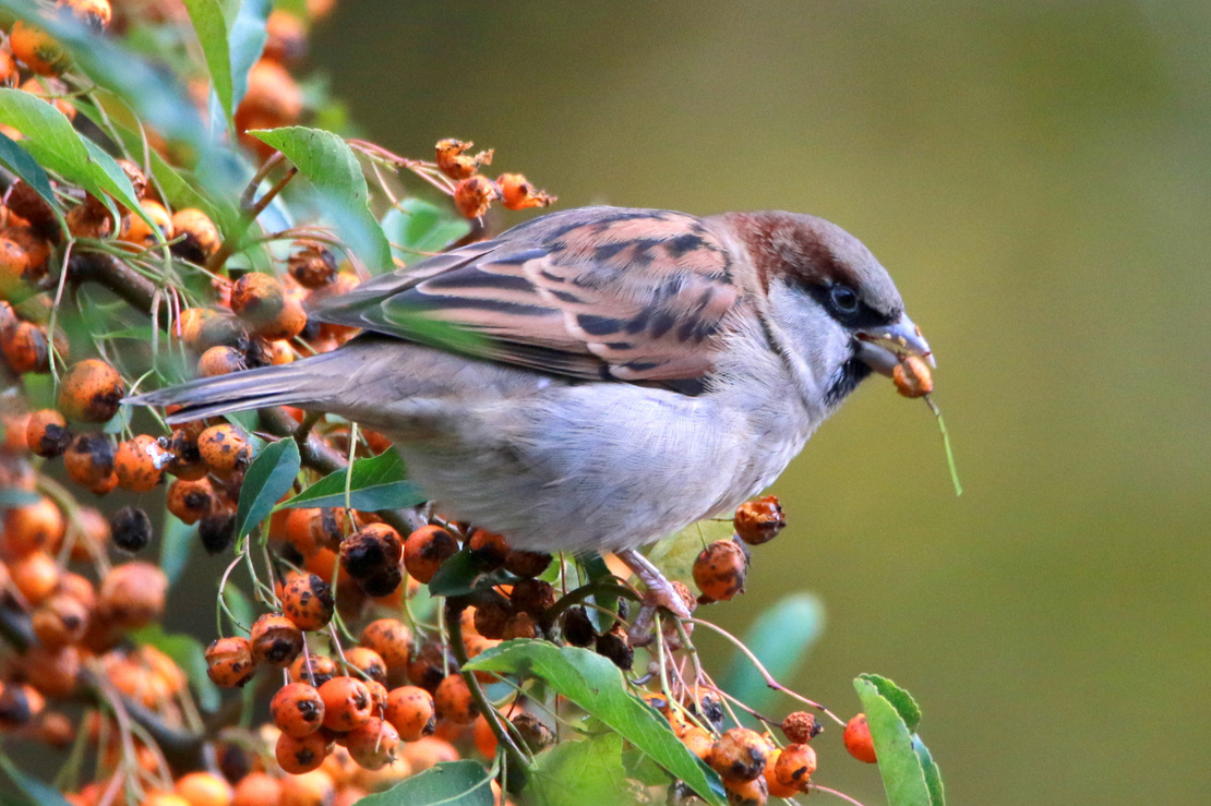 Ein Spatz frisst Beeren des Feuerdorns. Foto: AdobeStock_Wirestock