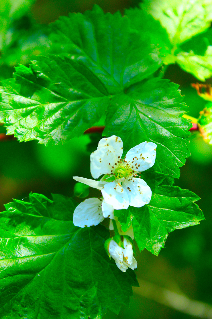 Weiße Blüte an Himbeerstrauch. Foto: AdobeStock_alexmak
