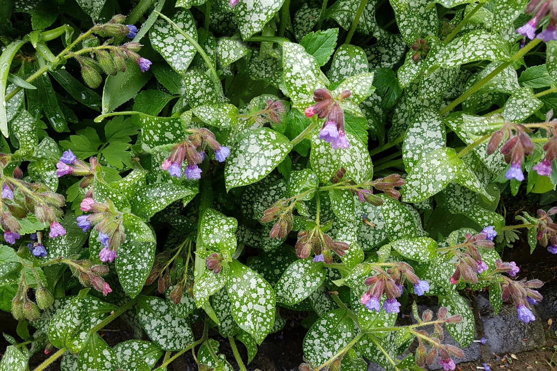 Blätter und Blüten des Gefleckten Lungenkrauts von oben. Foto: AdobeStock_Ruckszio