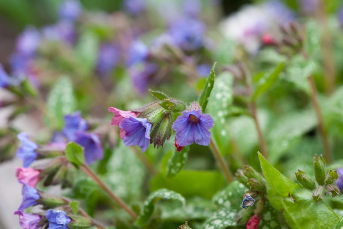 Violette und pinke Blüten des Gefleckten Lungenkrauts. Foto: AdobeStock_Igor Kovalchuk