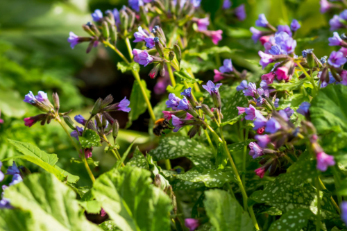 Ab März zeigen sich die ersten Blüten am Gefleckten Lungenkraut. Foto: AdobeStock_Yulia