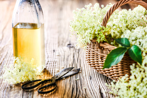 Links im Bild: Eine Glasflasche mit Holundersirup und eine schwarze Küchenschere. Rechts im Bild: Ein Weidekorb gefüllt mit Holunderblüten. Foto: AdobeStock_Milan