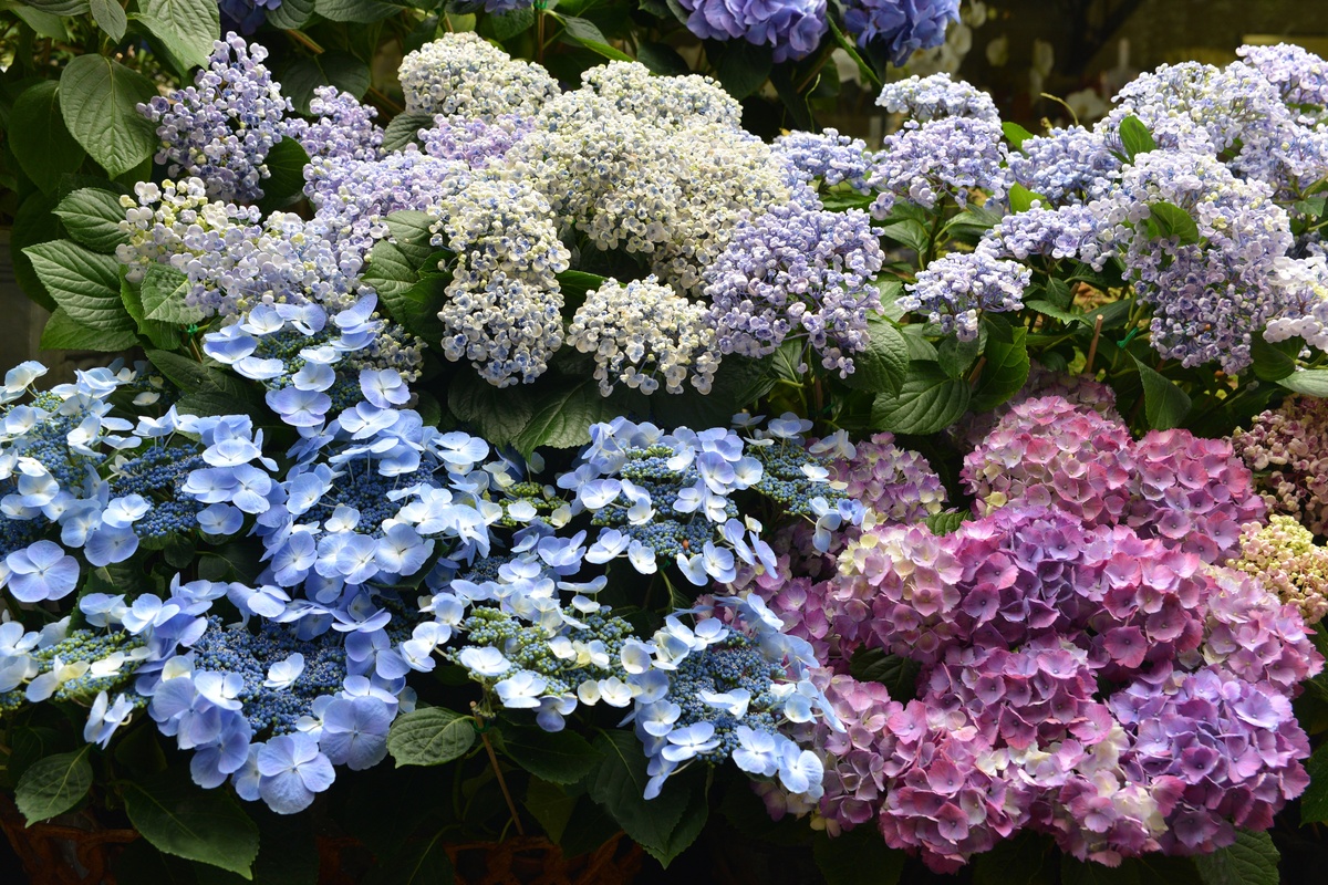 Hortensien Wichtiges Knowhow rund um die Ziersträucher GartenFlora
