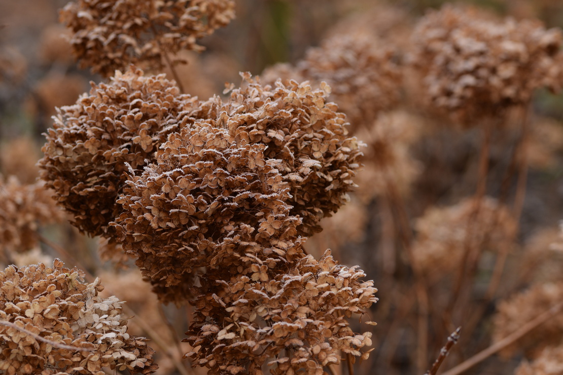 Vetrocknete Hortensienblüten im Winter. Foto: AdobeStock_Anna