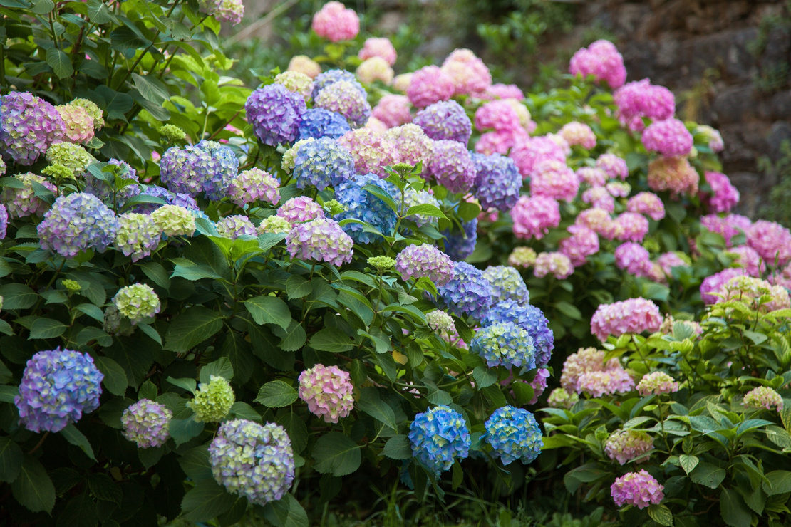 Blau- und violettblühende Hortensien. Foto: AdobeStock_Marina Andrejchenko