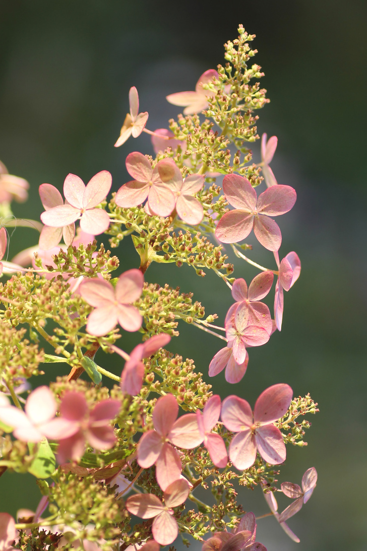 Nahaufnahme einer rosafarbenen Blüte der Rispenhortensie. Foto: AdobeStock_SusaZoom