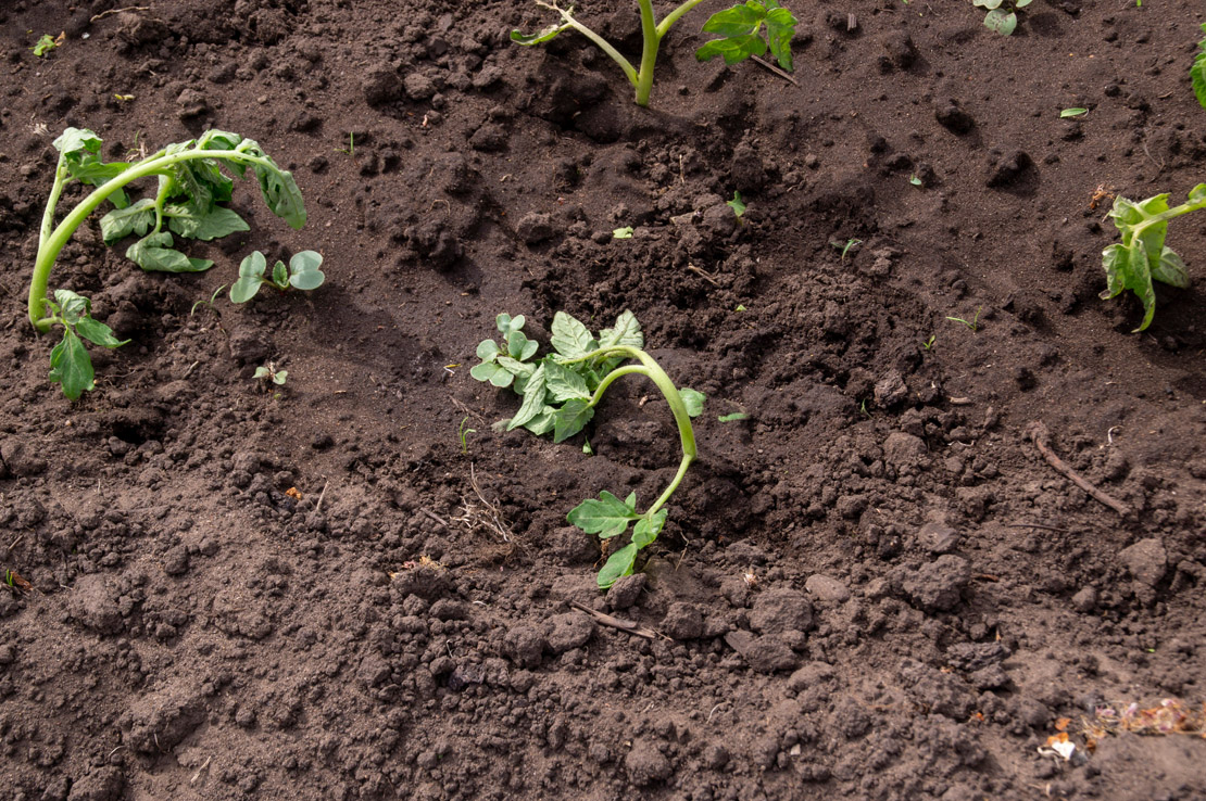 "Vor Nachtfrost bist du sicher nicht, bevor Sophie vorüber ist."
Hier hat es Tomatenpflanzen kalt erwischt. 