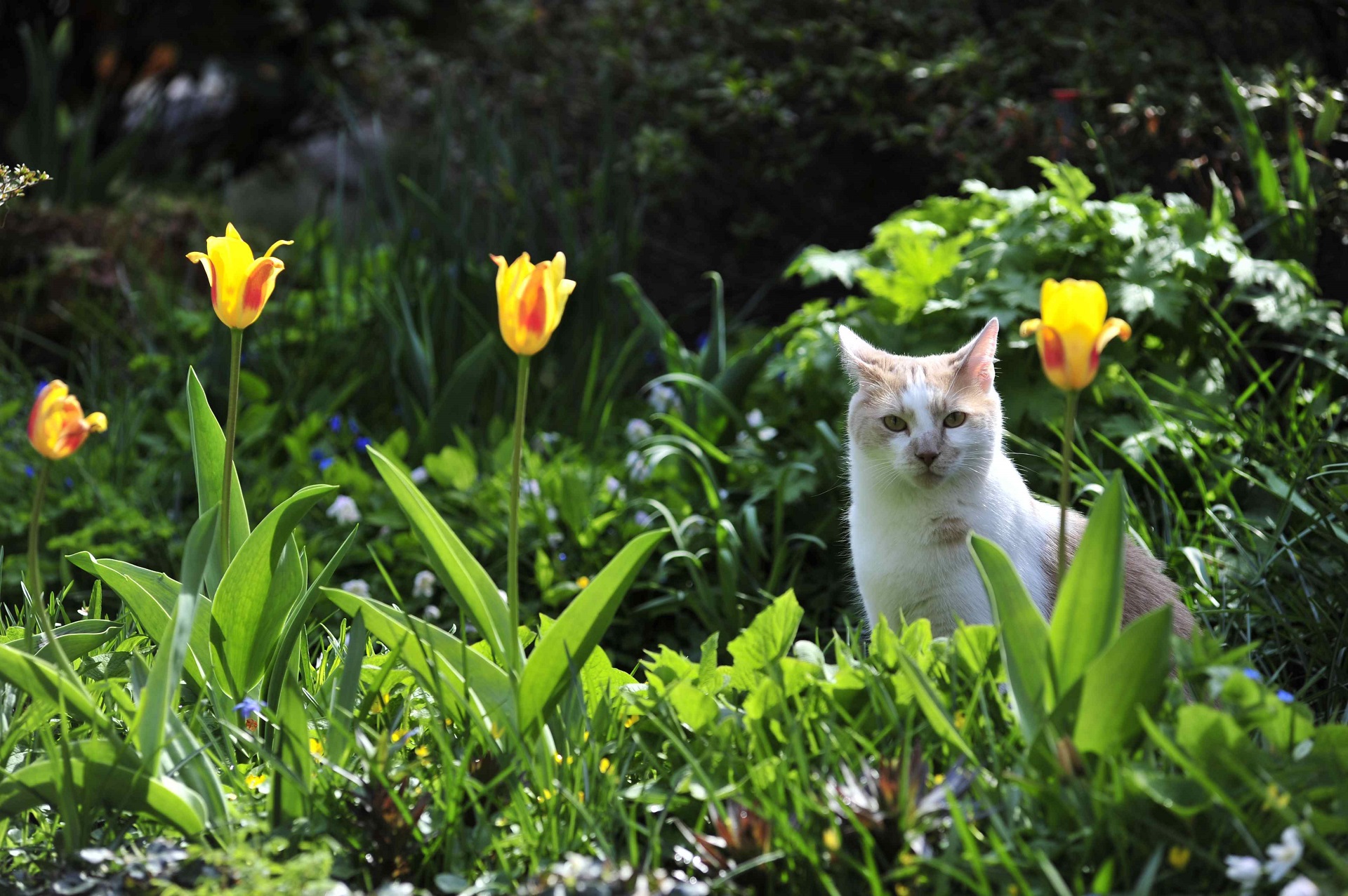 Zeckenschutz für Katzen Sicherheit für Freigänger GartenFlora
