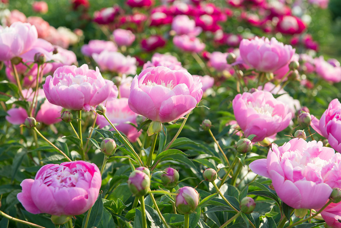 Bowl of Beauty' ist eine altbewährte  Edel-Pfingstrosen-Sorte, die auch gerne als Schnittblume verwendet wird.