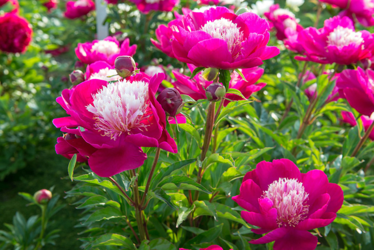 Pfingstrosen pflanzen So gedeihen Päonien prächtig GartenFlora