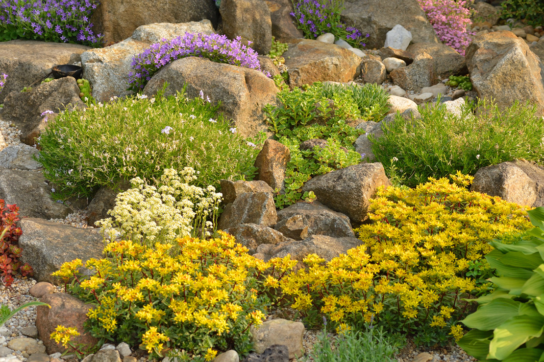 Sedum bildet farbenfrohe Bestände im Steingarten. 