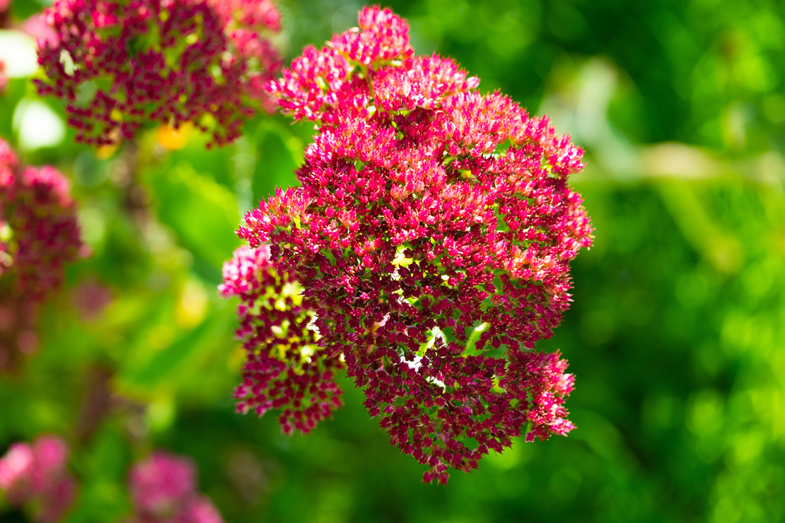 Sedum telephium ‘Herbstfreude' punktet mit altrosafarbenen Blütenschirmen.