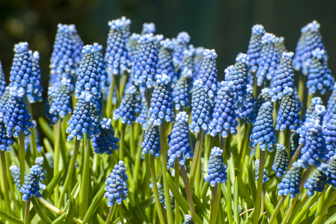 Muscari aucheri ‘Blue Magic’ ist ein Frühblüher mit bezaubernden, mittelblauen Blüten.