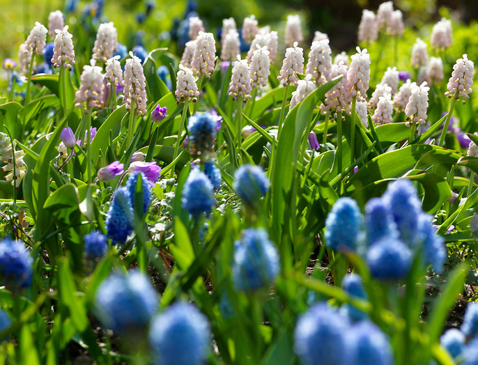 Die Sorten der Traubenhyazinthen  ‘Pink Sunrise’ und ‘Blue Magic’ wurden hier zusammen in Szene gesetzt.
