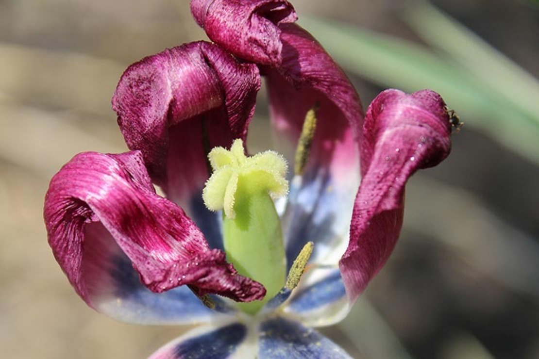 Tulpen schneiden: Verwelkte purpurfarbene Tulpenblüte. Foto: AdobeStock_Camilla-Simonsen
