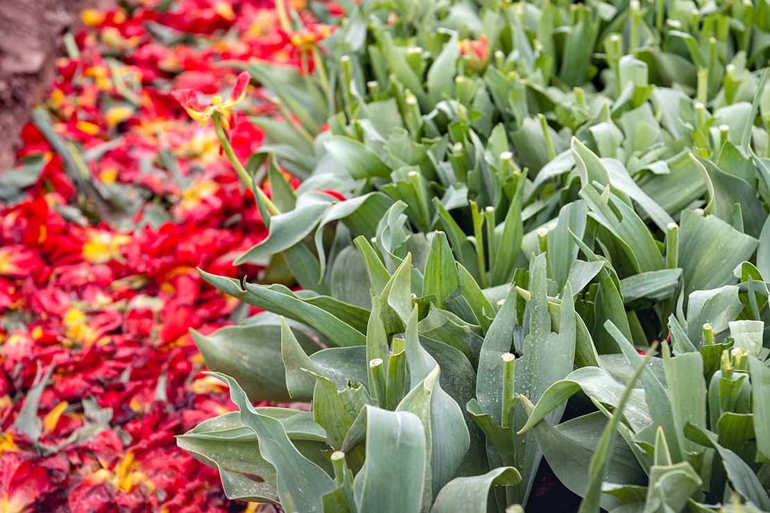 Tulpen schneiden. Rote Blütenblätter neben gekappten Tulpenstielen. Foto: AdobeStock_Ruud Morijn