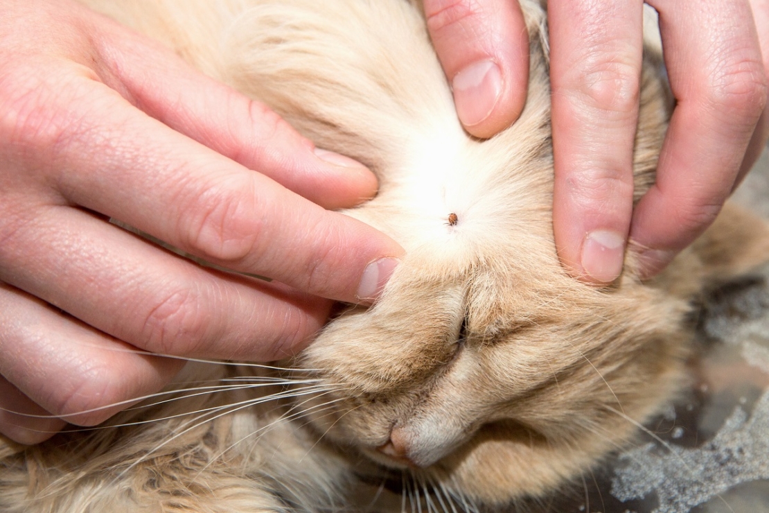 Katze liegt auf der Seite, seitlich am Kopf mit Zecke zwischen Fell