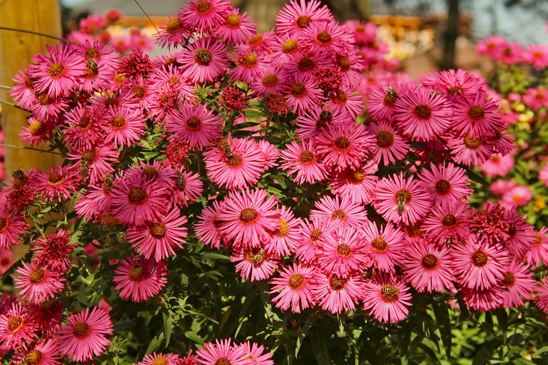 ‘Alma Pötschke‘ ist eine beliebte Raublatt-Aster mit leuchtenden, rosafarbenen Blüten. 