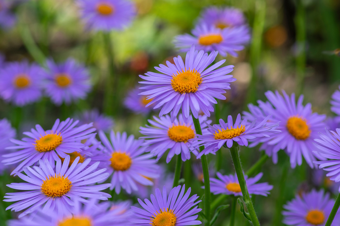 Aster tongolensis eignet sich auch hervorragend als Schnittblume.