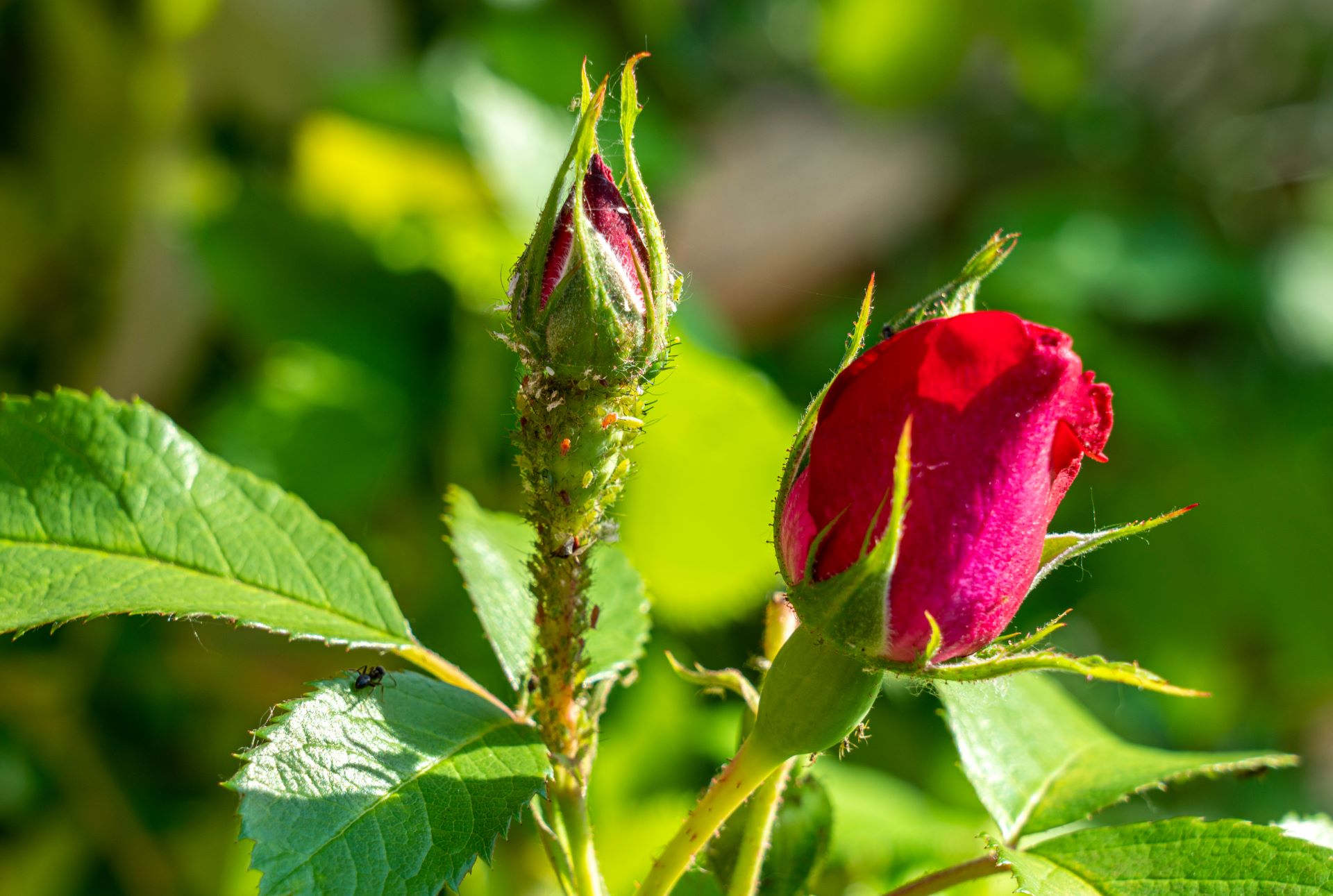 Eine Kolonie von Blattläusen an der noch geschlossenen Blüte einer Rose im Sonnenlicht. Im Vordergrund weiter geöffneter, roter Blütenkopft.