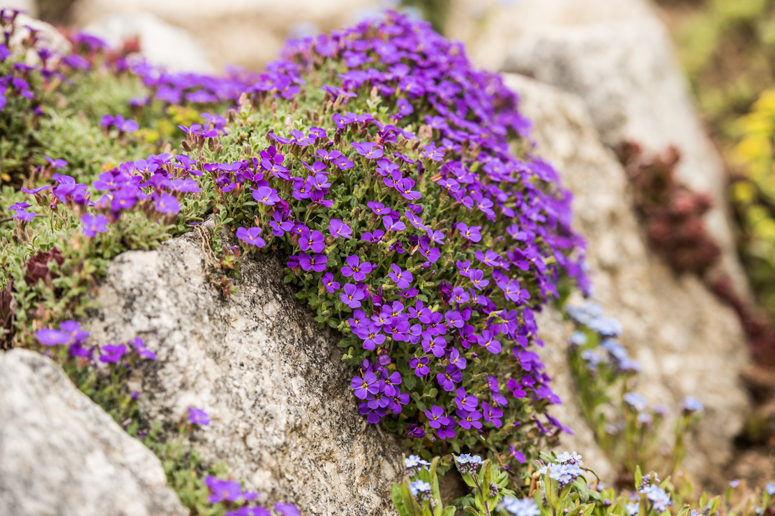 Blühendes Blaukissen zwischen Mauersteinen. Foto: AdobeStock_Karoline Thalhofer