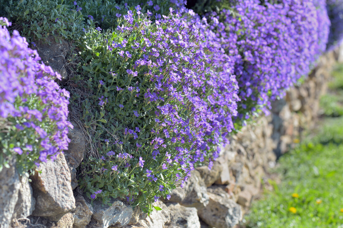 Blühende Blaukissen an Mauer. Foto: AdobeStock_coco