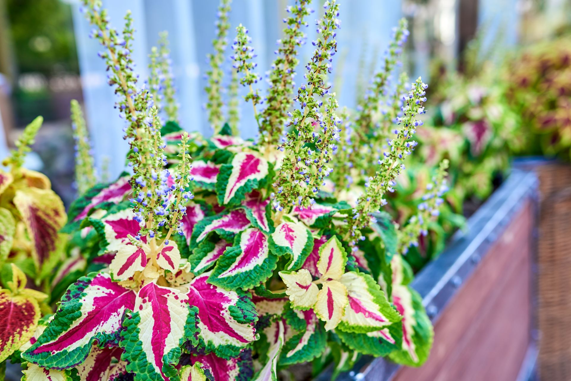 Buntnessel mit auffällig gefärbten Blättern in Pink, Weiß und Grün mit zart-violetten Blütenständen wachsen in einem Balkonkasten. 
