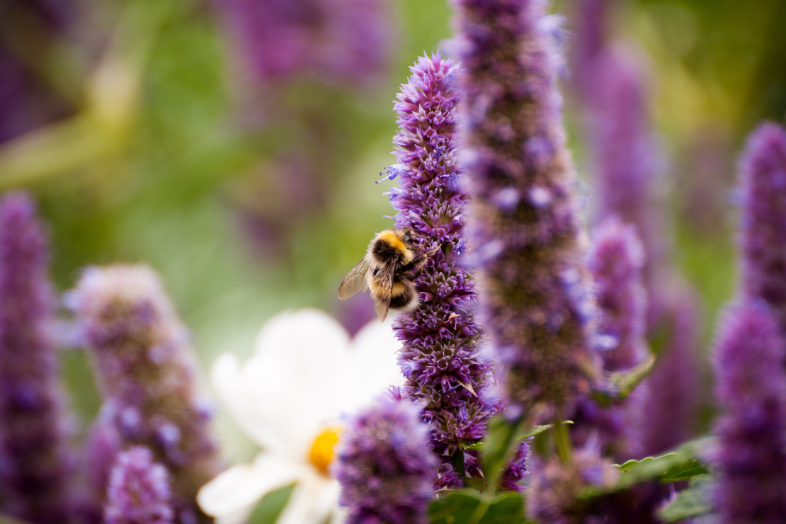 Biene an violettfarbener Blütenkerze. Foto: AdobeStock_Joe