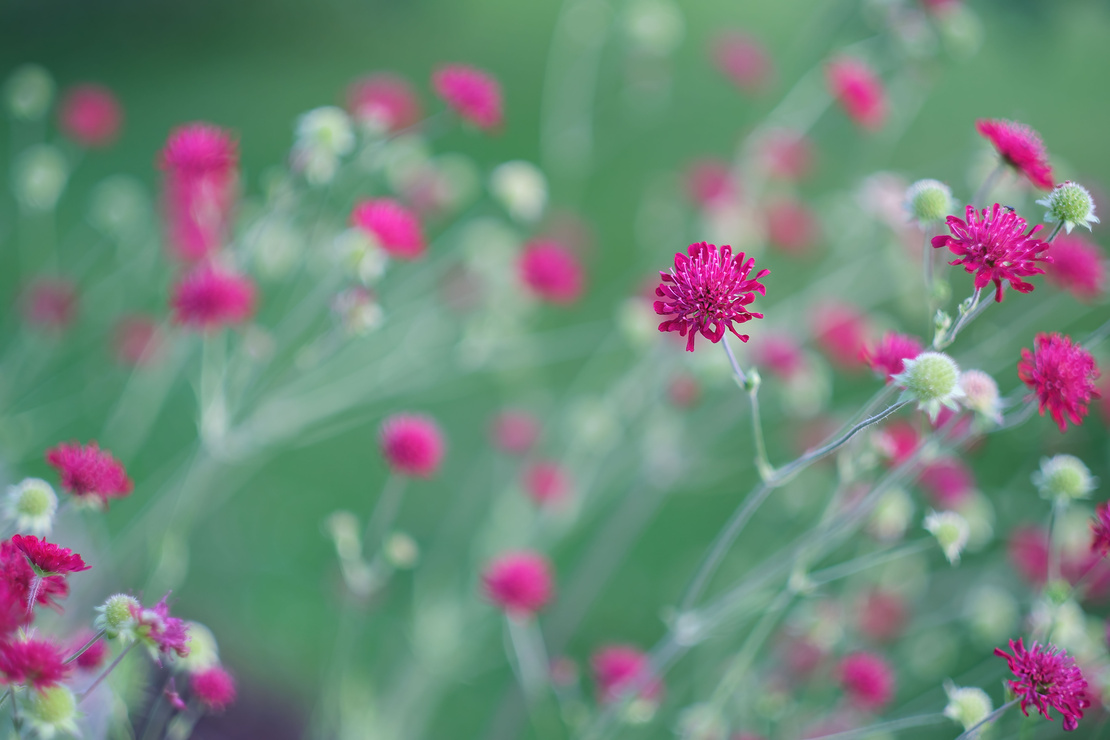 Rote Blütenköpfe über Wiese. Foto: AdobeStock_Johan Österlind