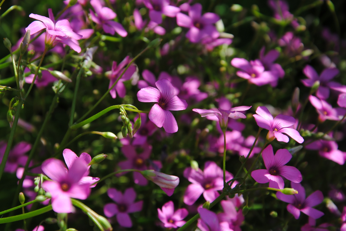 Dichter Blütenflor in Pink. Foto: AdobeStock_Maria