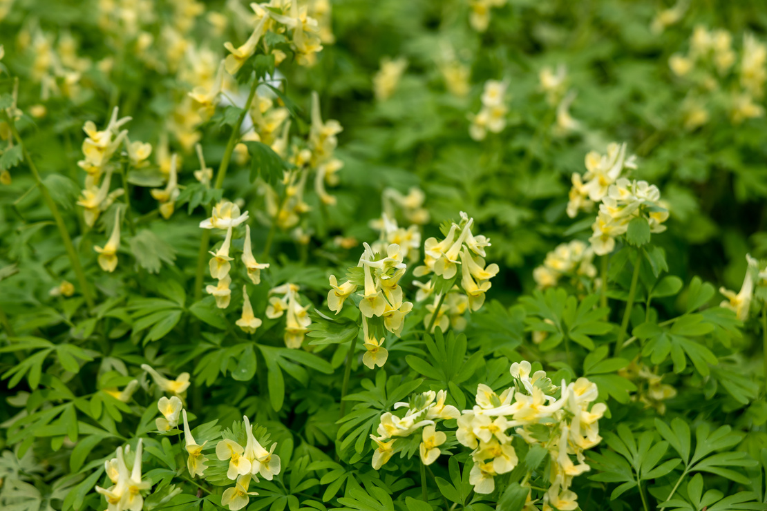 Hellgelb blühender Lerchensporn im dichten Bestand. Foto: AdobeStock_Olga