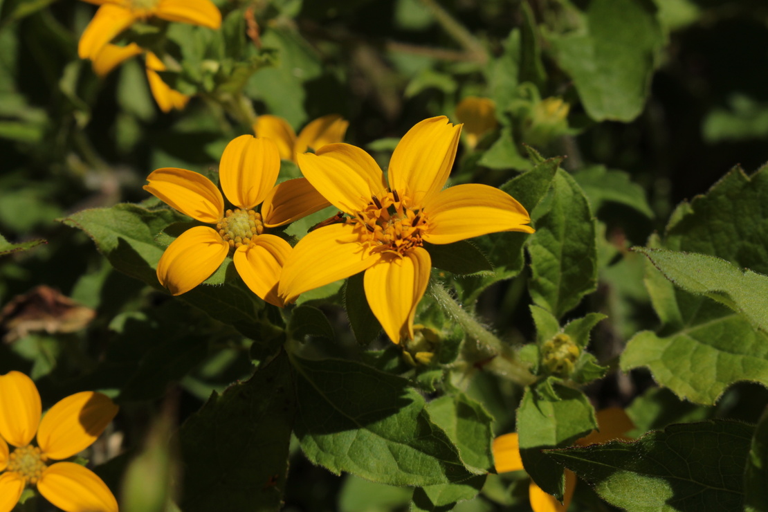 Dauerblüher: Gelbe, sternförmige Blüten. Foto: AdobeStock_RukiMedia