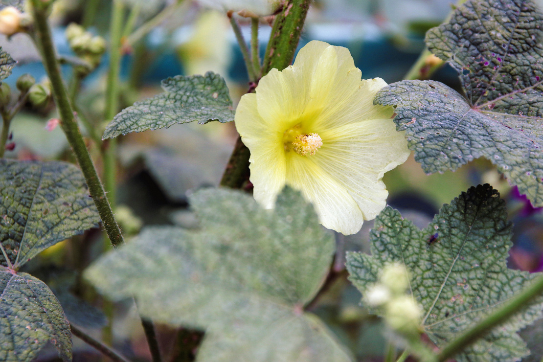 Dauerblüher: Hellgelbe Blüte an Stockrose. Foto: AdobeStock_Dauerblüher. Foto: AdobeStock_kristina rütten