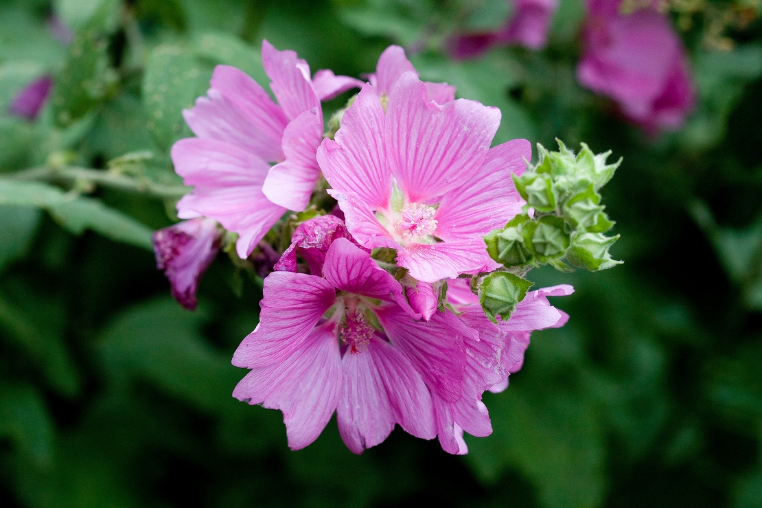 Dauerblüher: Rosafarbene Blüte einer Buschmalve. Foto: AdobeStock_slowmotiongli