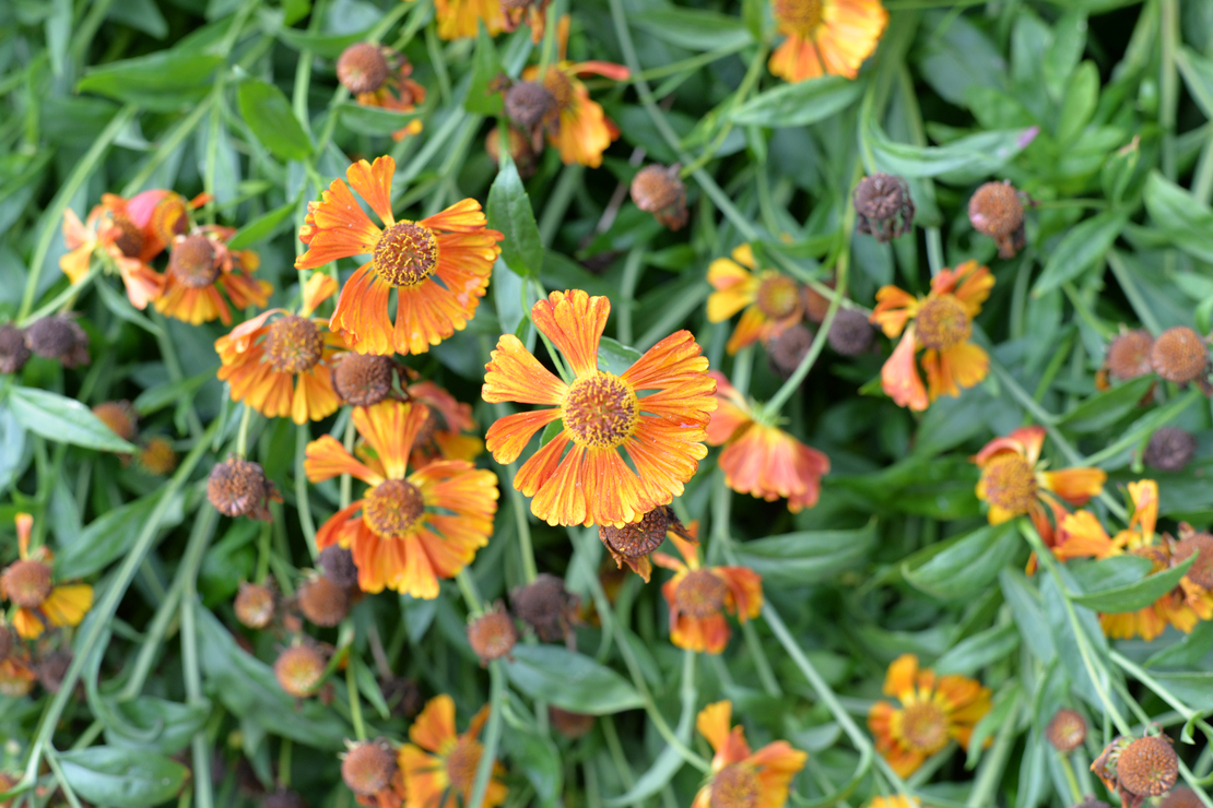 Orangefarbene Blüten aus der Vogelperspektive fotografiert. Foto: Shutterstock_Kollawat Somsri