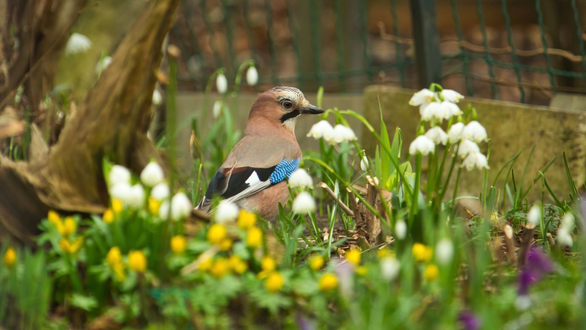 Eichelhäher mit seinem Gefieder in Braun, Weiß, Schwarz und Blau sitzt zwischen weiß blühenden Schneeglöckchen. Unscharfe gelbe und violette Blüten im Vordergrund. Im Hintergrund ein Gartenzaun aus Maschendraht.