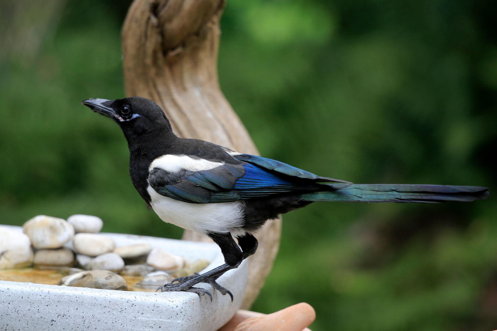 Elster mit schwarz-weiß-blauem Gefieder sitzt auf einer steinernen Vogeltränke. Im Wasser der Schale liegen helle Kieselsteine. Im HIntergrund ist ein gebogener Holzstamm sowie noch weiter hinten verschwommenes Grün erkennbar.