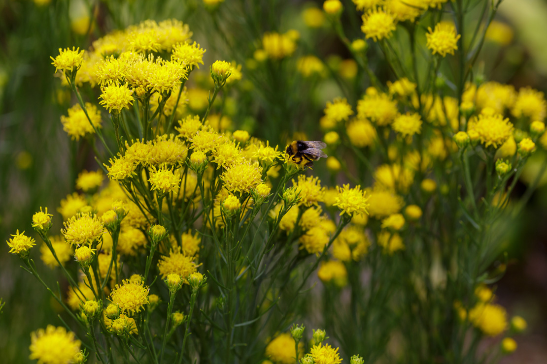 Die goldgelben Blüten der Goldhaar-Aster zeigen sich ab August.