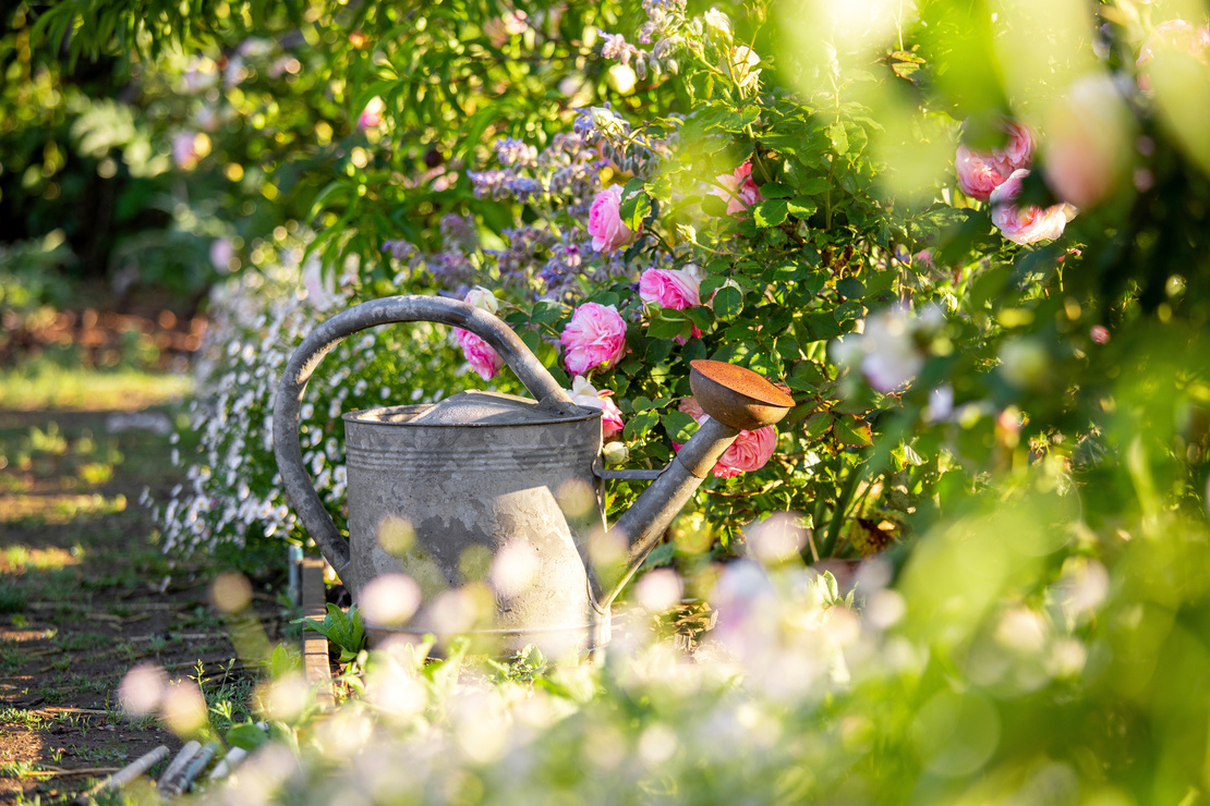 Blick auf eine alte Gießkanne aus Zink. Rechts davon eine Rose mit pinken Blüten. Links davon blühende Margeriten. Foto: AdobeStock_Thierry RYO