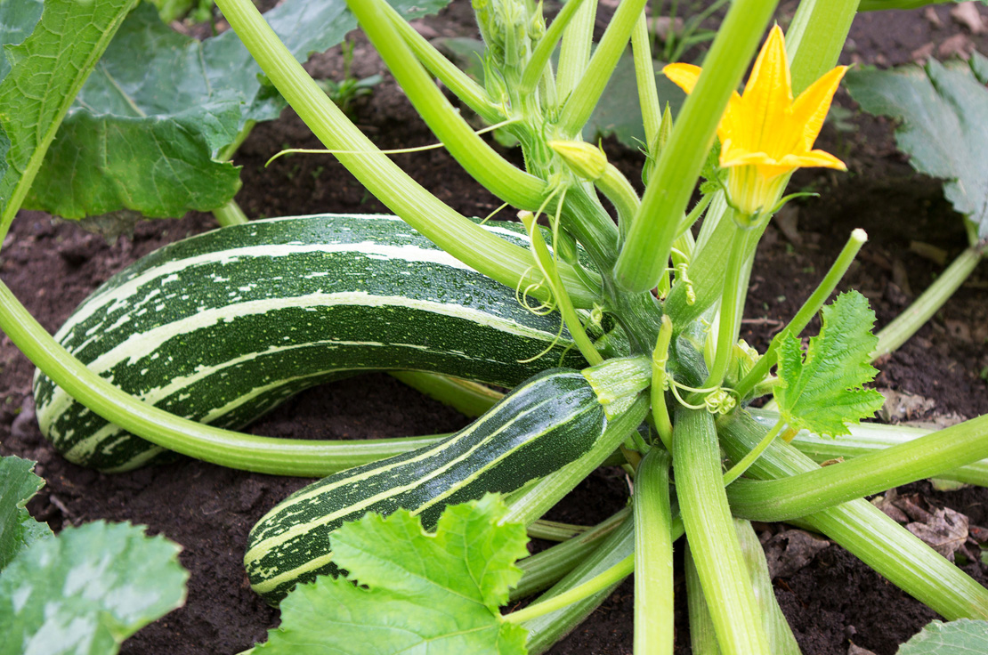 Gestreifte Zucchini bringen Abwechslung in das Sortiment.