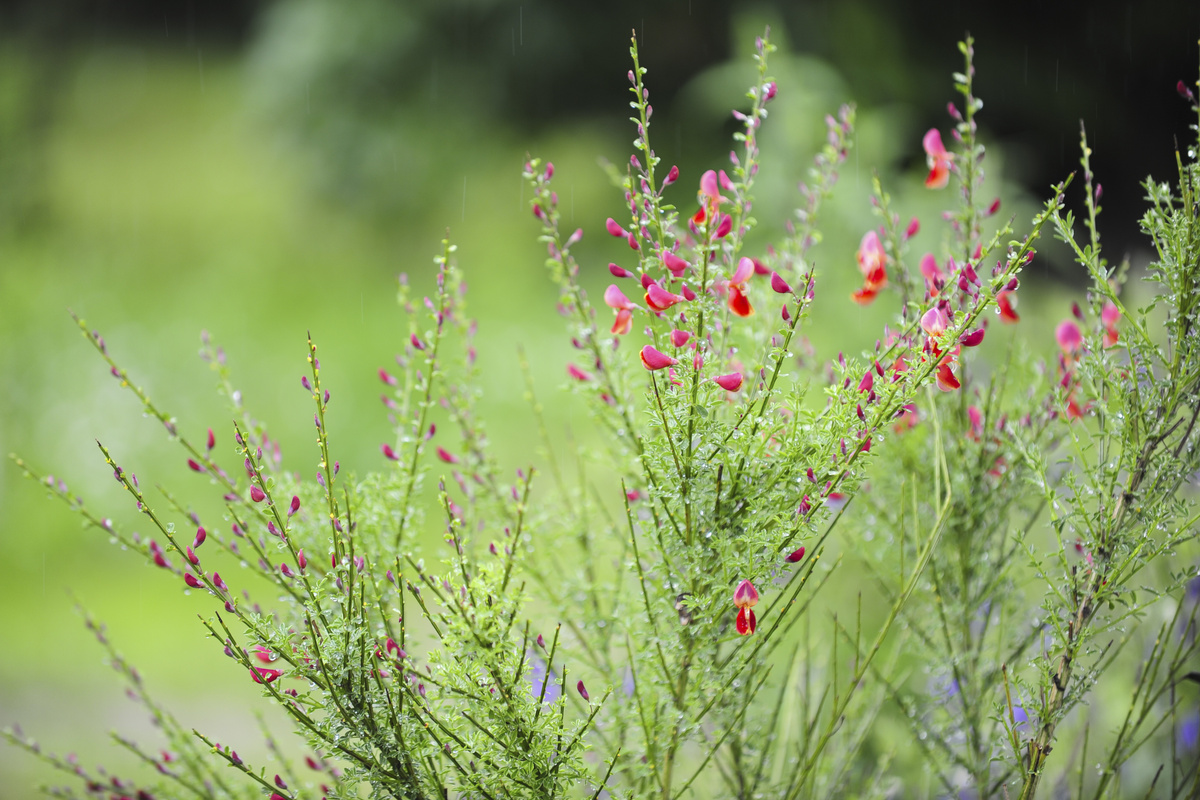 Ginster schneiden Regeln für Echten Ginster & Besenginster GartenFlora