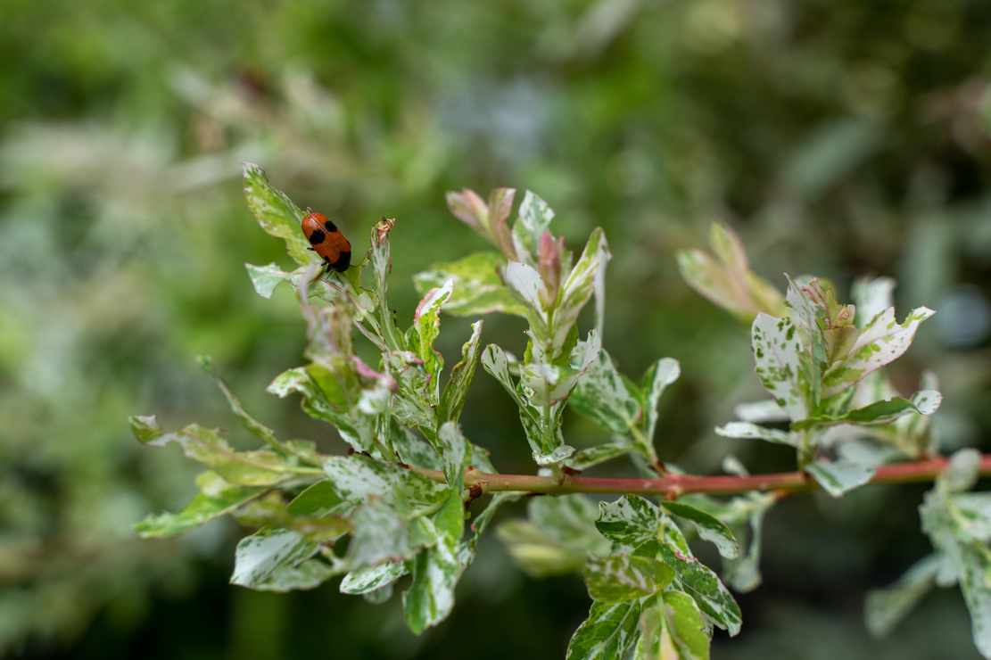 Kleiner roter Käfer auf Zweig der Harlekinweide. Foto: AdobeStock_misterpike