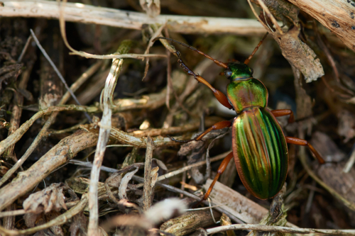 Goldglänzender Laufkäfer (Carabus auronitens) Foto: AdobeStock_Karin Jähne