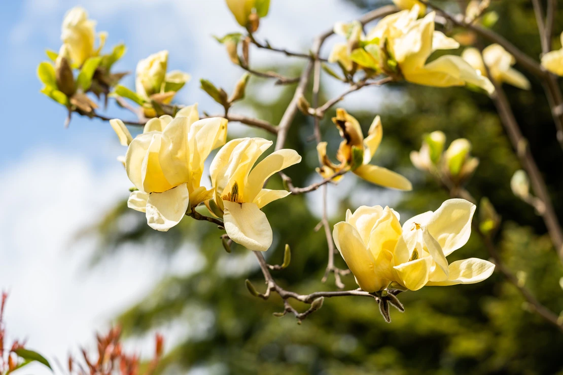 Nahaufnahme eines Astes einer Magnolie mit zart gelben Blueten, die vor einem hellblauen und freundlichen Himmel erstrahlen. [Foto: AdobeStock_fotomolka]