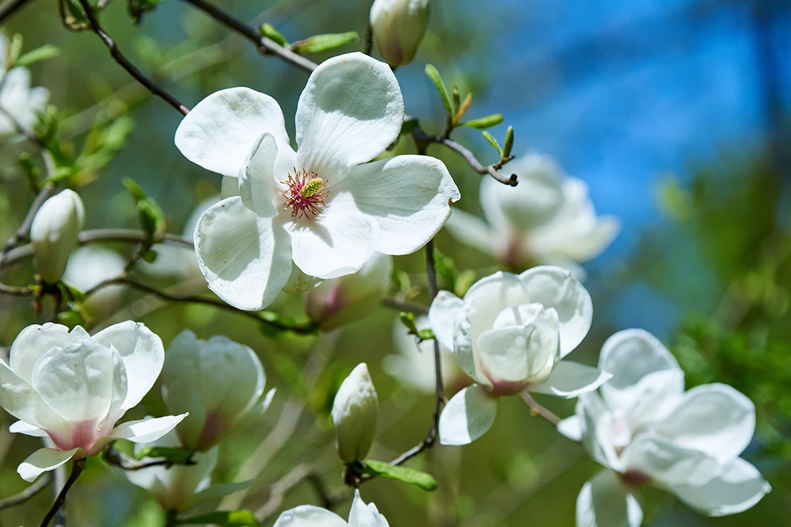 Magnolie mit gruenen Blattknospen und Blueten mit weissen, rundlichen Bluetenblaettern. [Foto: AdobeStock_Adrian]