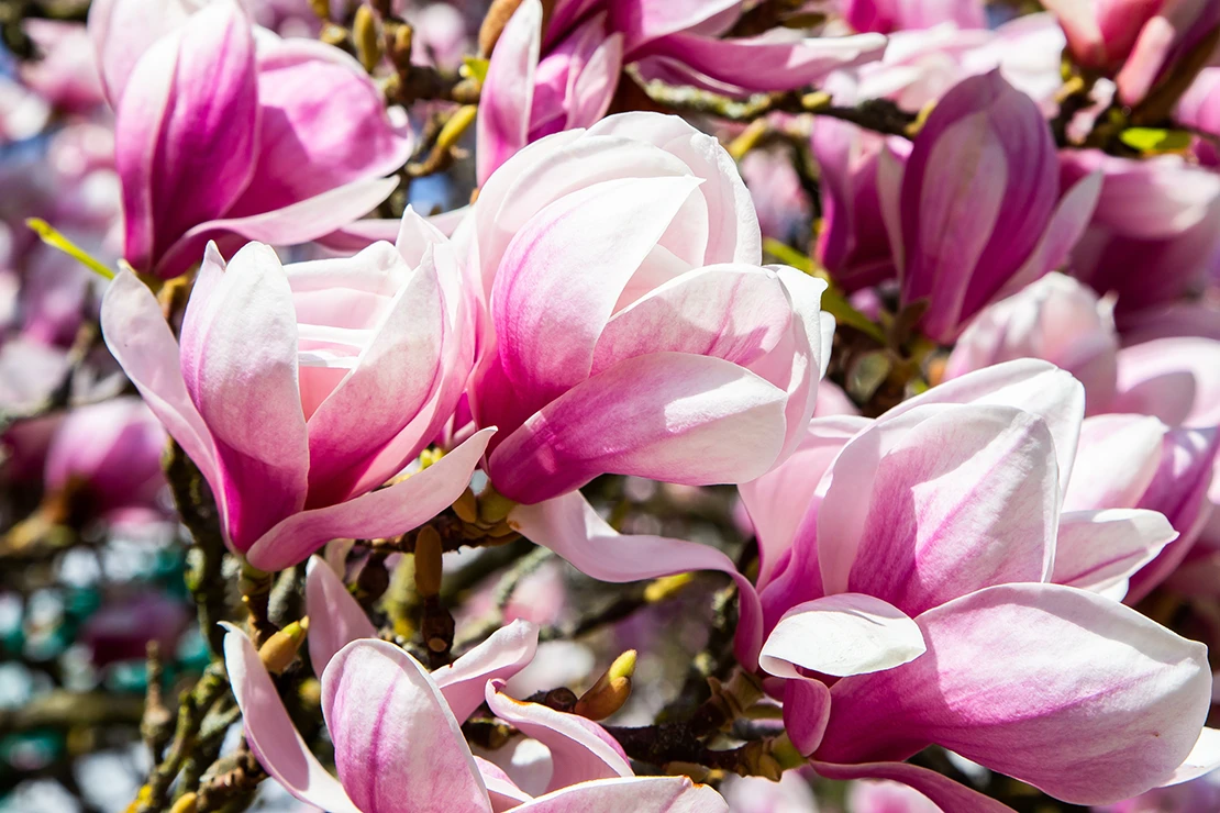 Eine Tulpenmagnolie mit großen weiß-/pinken Blueten aus sehr  geringer Entfernung fotografiert. Die Bluetenfarbe leuchtet extrem. [Foto: AdobeStock_Branko Srot]
