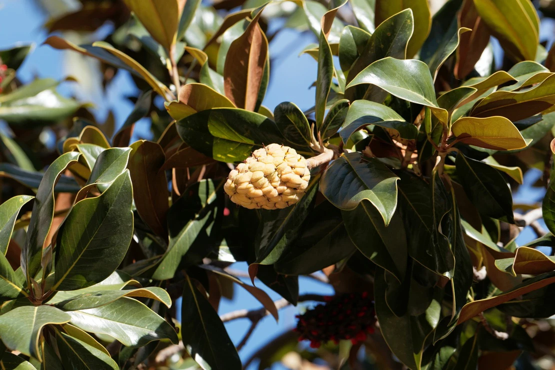 Eine Immergruene Magnolie mit einer kegelfoermigen, gelblichen Frucht. Im Hintergrund ist ein blauer Himmel zu sehen. [Foto: AdobeStock_ChrWeiss]