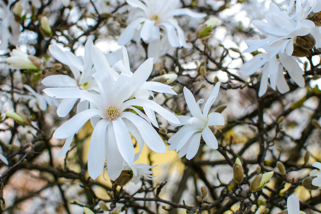 Eine Nahaufnahme der weissen Blueten einer Sternmagnolie. Im Hintergrund sind sich langsam oeffnende Knospen und Geaest sichtbar. [Foto: AdobeStock_Ivano]
